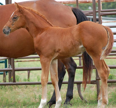 KATHY TRENA TWO FILLY as baby