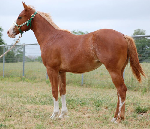 Cricketts Fame 2011 Filly