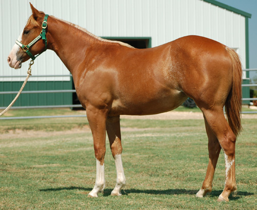 Cricketts Fame Yearling Filly 2011