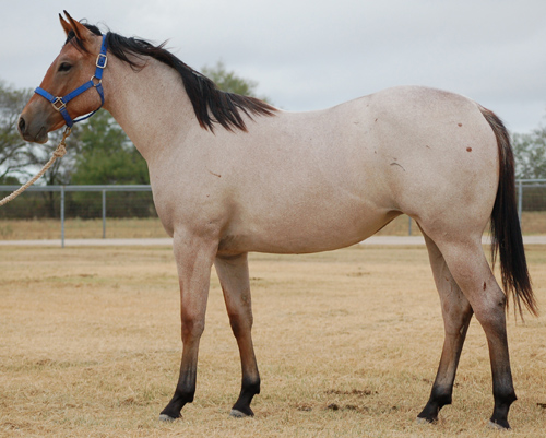 Kittys Dash 2013 Yearling Filly 