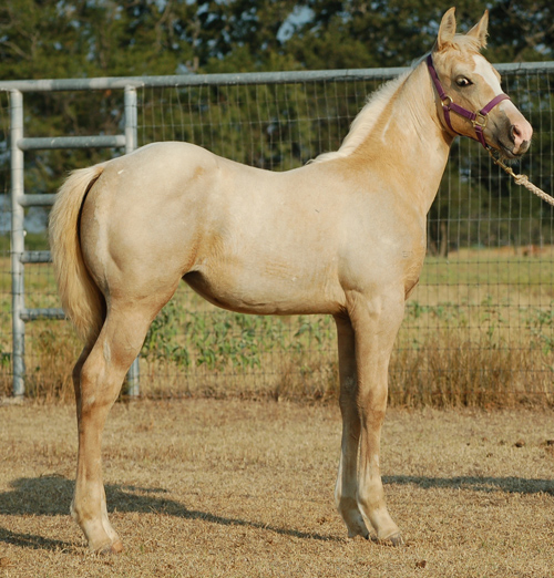 2014 Palomino Filly By Frenchmans Fabulous and out of BF Razzamatazz