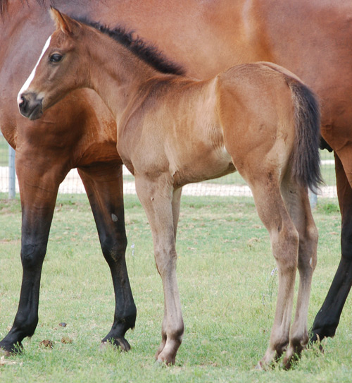 For Sale 2014 Bay Roan Colt by Frenchmans Fabulous and out of Diamonds Driftwood