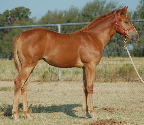 2014 Sorrel Filly out of Easy Cartel by Frenchmans Fabulous