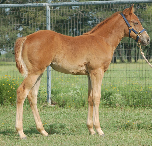 2014 Sorrel Filly out of Easy Cartel Teller by Frenchmans Fabulous