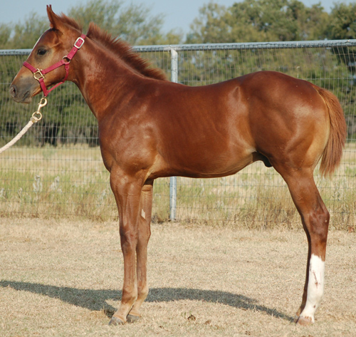 2014 Sorrel Colt by Frenchmans Fabulous and out of Hum Dot Com