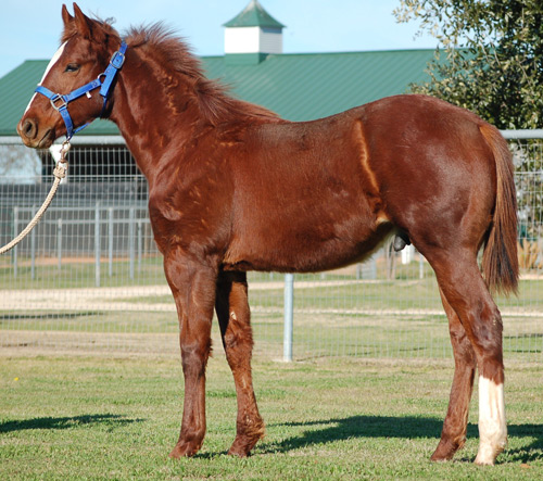 2014 Sorrel Colt out of HumDot Com by Frenchmans Fabulous