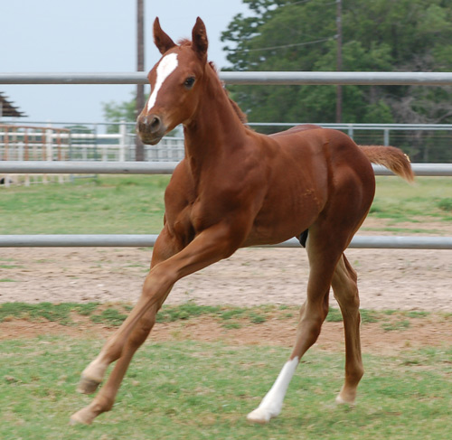 2014 Sorrel Colt by Frenchmans Fabulous and out of Hum Dot Com