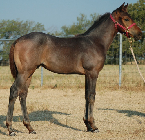For Sale 2014 Bay Roan colt out of Kathy Trena Two by Trippin On Fame by Dash Ta Fame