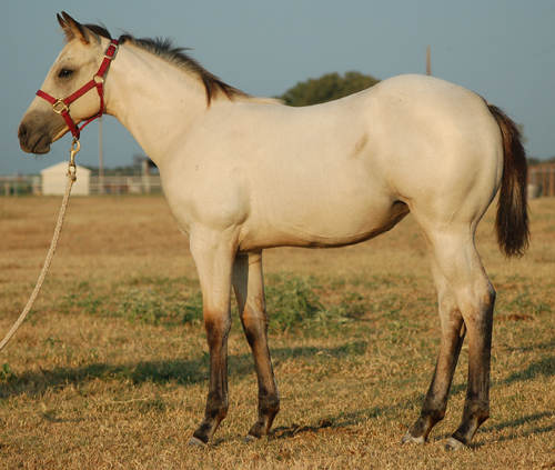2014 Buckskin filly For Sale by Frenchmans Fabulous and out of Kittys Dash