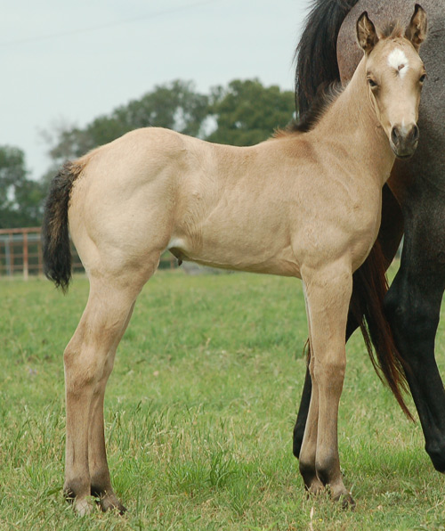 2014 Buckskin Filly for Sale by Frenchmans Fabulous and out of Kittys Dash