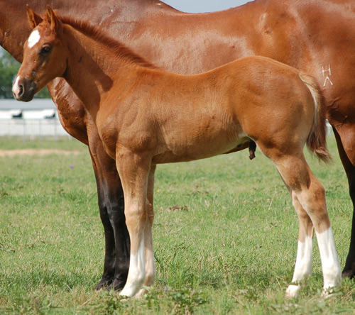 2014 Sorrel Colt for Sale by Frenchmens Fabulous and out of Miss Orphan Bear
