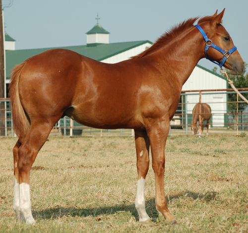 2014 Sorrel Colt for sale by Frenchmans Fabulous out of Miss Orphan Bear