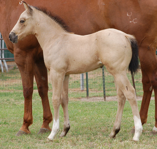 2014 Buckskin Filly For Sale by Frenchmans Fabulous and out of Mistys First Success 
