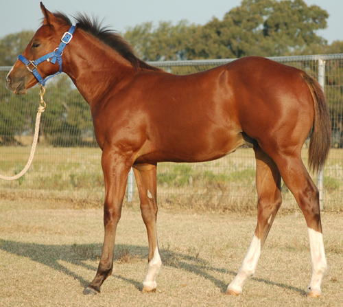 2014 Bay Colt by Frenchmans Fabulous for sale out of Mistys First Success