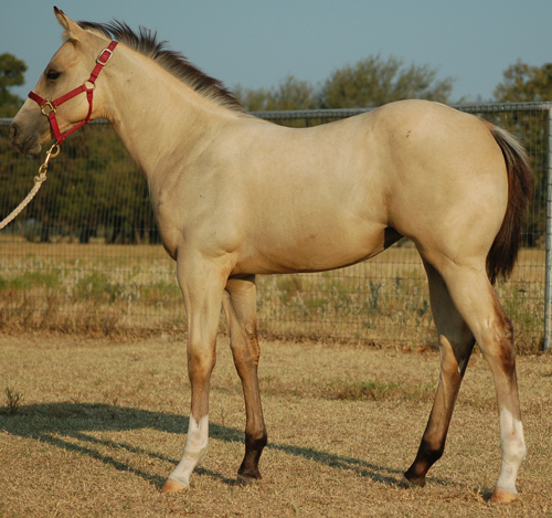 2014 Buckskin Filly for Sale by Frenchmans Fabulous out of Mistys First Success