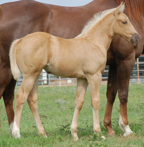 2014 Palomino Filly by Frenchmans Fabulous and out of Rodeo Fame