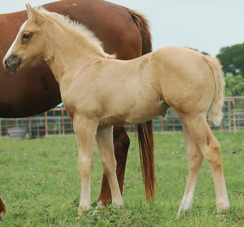 2014 Palomino Filly by Frenchmans Fabulous and out of Some Dash of Class