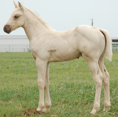 2014 Palomino Colt by Frenchmans Fabulous and out of Special Ethel