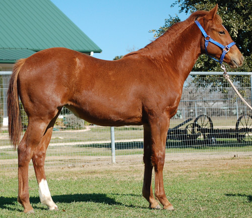 2014 Sorrel Filly out of Strategizing by Frenhmans Fabulous