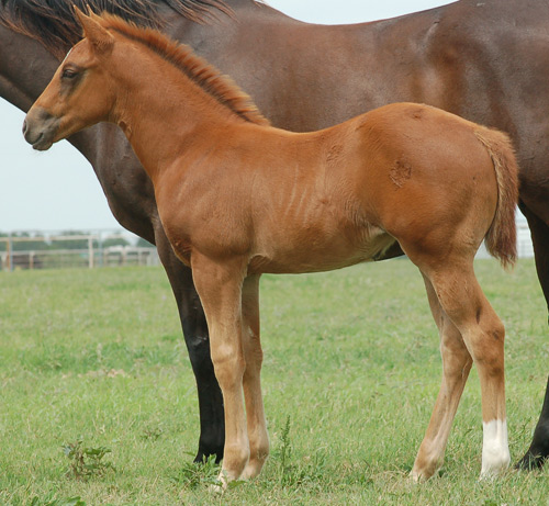2014 Sorrel Filly by Frenchmans Fabulous out of Stratigizing