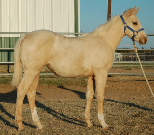 2014 Palomino Filly out of Coronaswild and by Frenchmans Fabulous
