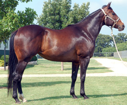Mistys First Success 2005 Bay Mare
